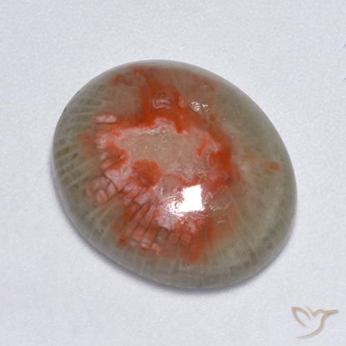 Corallo Multicolore naturale da 7.75 ct, Ovale, Traslucido