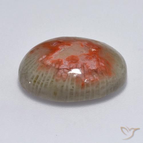 Corallo Multicolore naturale da 7.75 ct, Ovale, Traslucido