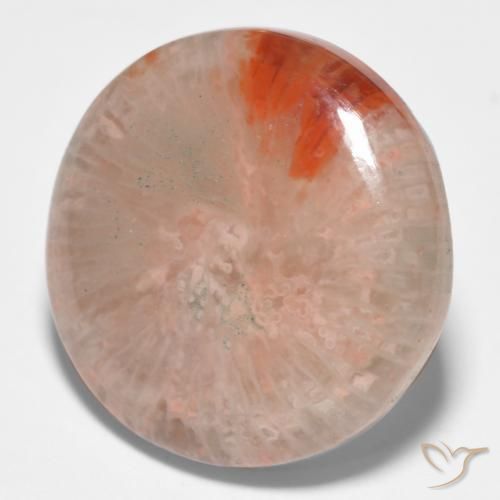 Corallo Multicolore naturale da 11.09 ct, Rotondo, Traslucido