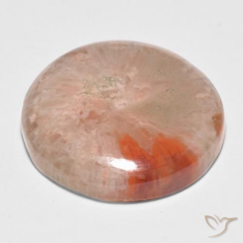 Corallo Multicolore naturale da 11.09 ct, Rotondo, Traslucido