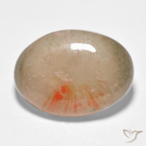 Corallo Multicolore naturale da 10.34 ct, Ovale, Traslucido