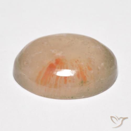 Corallo Multicolore naturale da 10.34 ct, Ovale, Traslucido