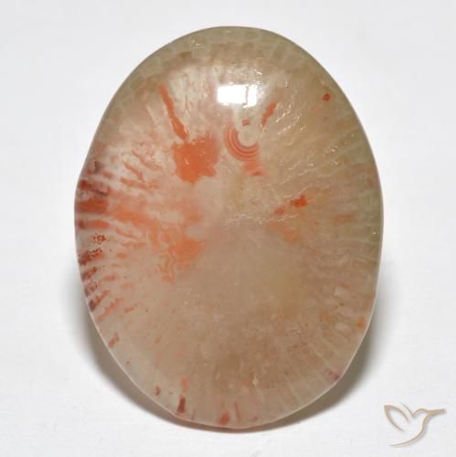 Corallo Multicolore naturale da 9.95 ct, Ovale, Traslucido