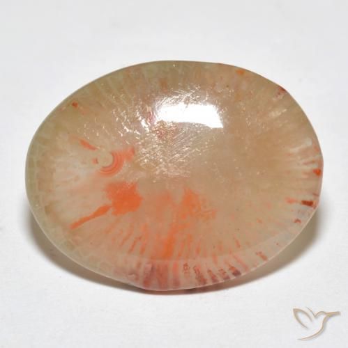 Corallo Multicolore naturale da 9.95 ct, Ovale, Traslucido