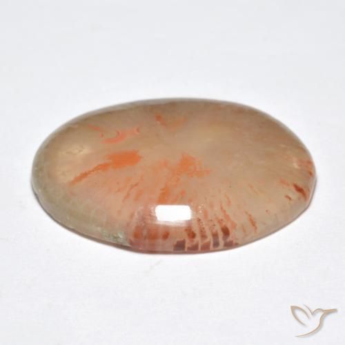 Corallo Multicolore naturale da 9.95 ct, Ovale, Traslucido