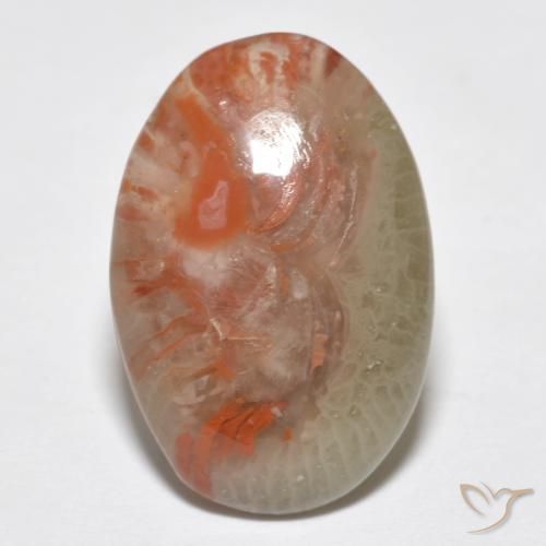8.18ct Naturale Multicolore Corallo, Ovale, Traslucido