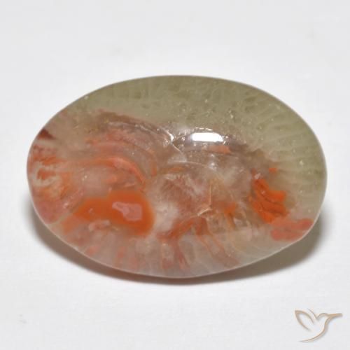 Corallo Multicolore naturale da 8.18 ct, Ovale, Traslucido