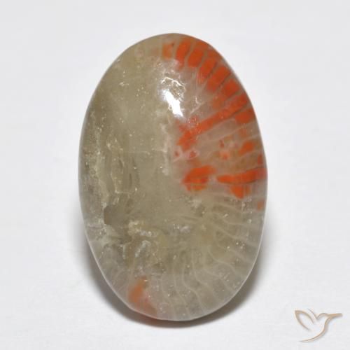 6.51ct Naturale Multicolore Corallo, Ovale, Traslucido