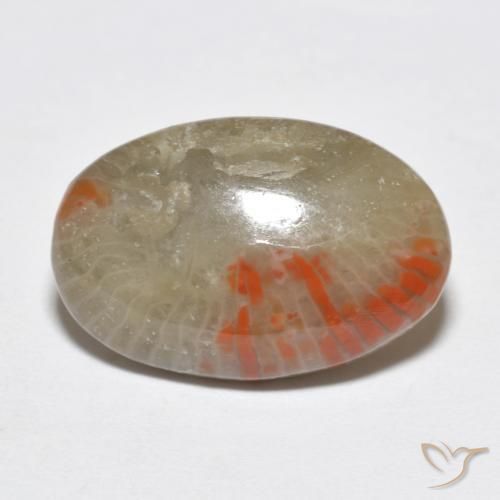 Corallo Multicolore naturale da 6.51 ct, Ovale, Traslucido