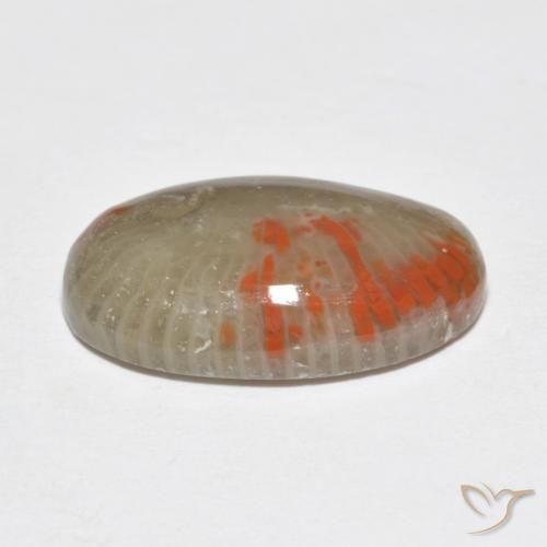 Corallo Multicolore naturale da 6.51 ct, Ovale, Traslucido