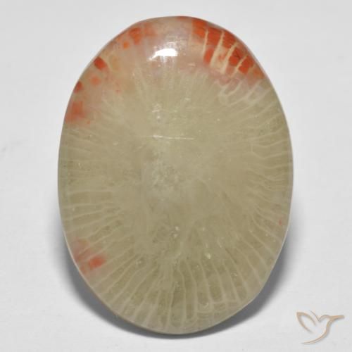 13.10ct Naturale Multicolore Corallo, Ovale, Traslucido