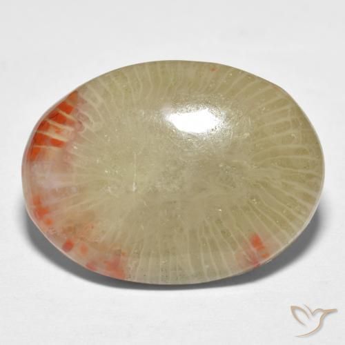 Corallo Multicolore naturale da 13.10 ct, Ovale, Traslucido