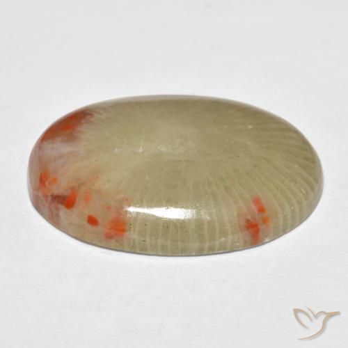Corallo Multicolore naturale da 13.10 ct, Ovale, Traslucido