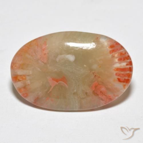 Corallo Multicolore naturale da 6.23 ct, Ovale, Traslucido