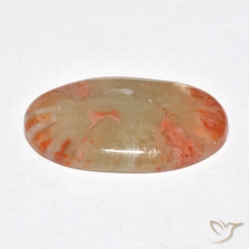 Corallo Multicolore naturale da 6.23 ct, Ovale, Traslucido