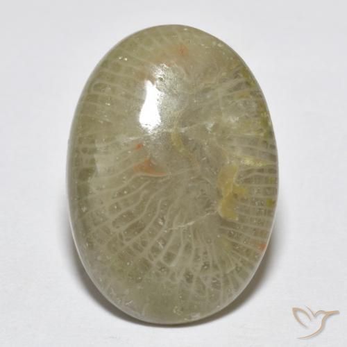 7.96ct Naturale Multicolore Corallo, Ovale, Opaco, Photo A
