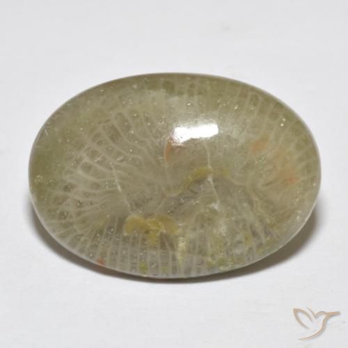 Corallo Multicolore naturale da 7.96 ct, Ovale, Opaco