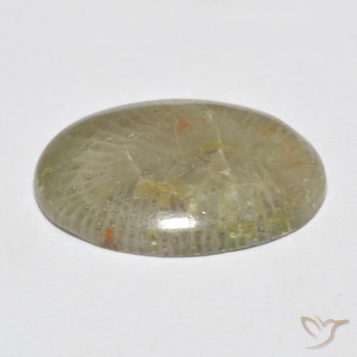 Corallo Multicolore naturale da 7.96 ct, Ovale, Opaco