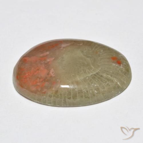 Corallo Multicolore naturale da 10.63 ct, Ovale, Traslucido