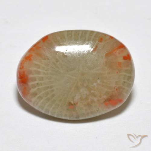 Corallo Multicolore naturale da 5.78 ct, Ovale, Traslucido
