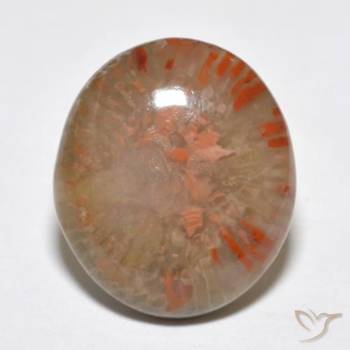 9.15ct Naturale Multicolore Corallo, Ovale, Traslucido