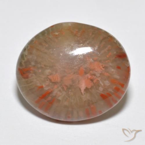 Corallo Multicolore naturale da 9.15 ct, Ovale, Traslucido