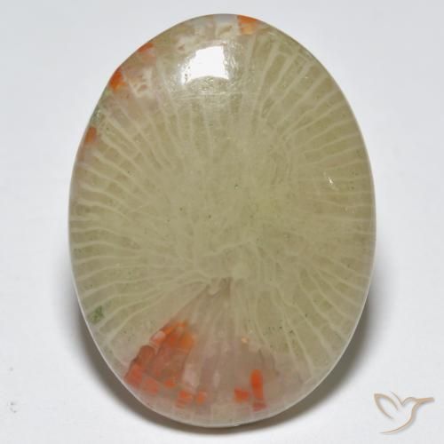 12.56ct Naturale Multicolore Corallo, Ovale, Traslucido