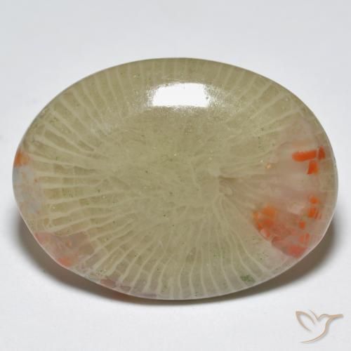 Corallo Multicolore naturale da 12.56 ct, Ovale, Traslucido