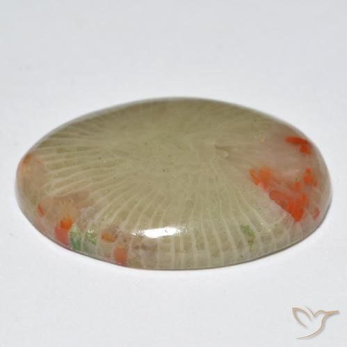 Corallo Multicolore naturale da 12.56 ct, Ovale, Traslucido