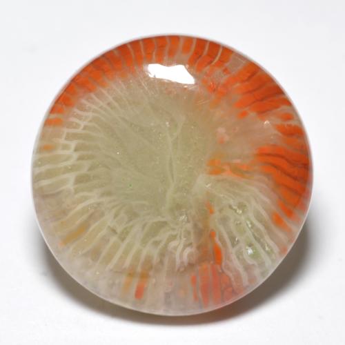 Corallo naturale multicolore da 10,03 ct, taglio rotondo, opaco