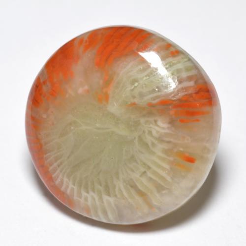 Corallo naturale multicolore da 10,03 ct, taglio rotondo, opaco