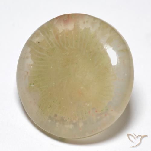 Corallo Multicolore naturale da 10.55 ct, Rotondo, Traslucido