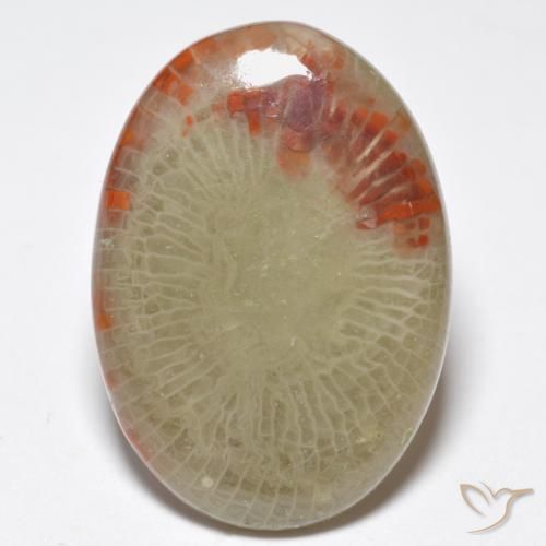 10.32ct Naturale Multicolore Corallo, Ovale, Traslucido