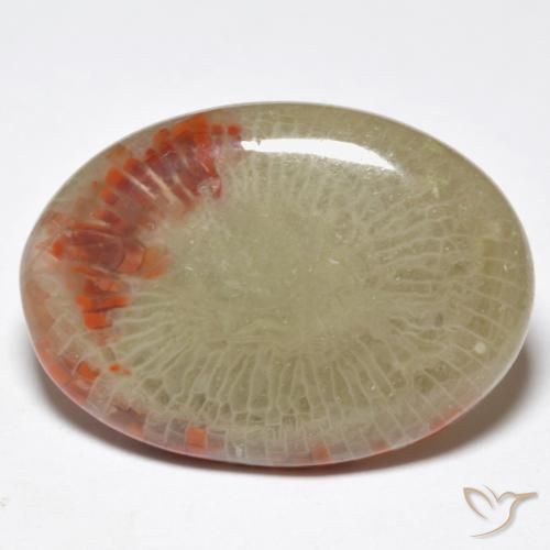 Corallo Multicolore naturale da 10.32 ct, Ovale, Traslucido