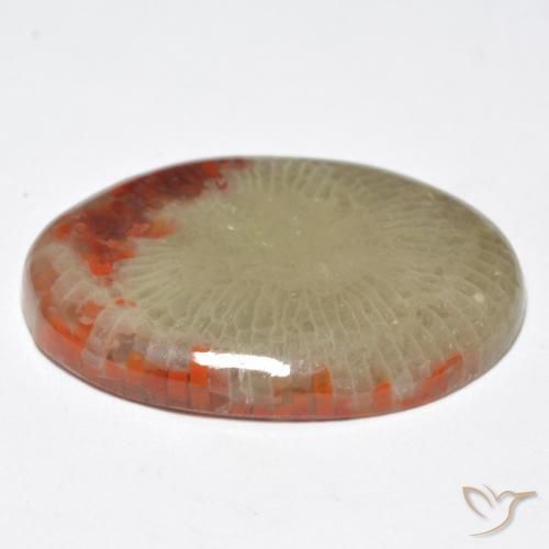 Corallo Multicolore naturale da 10.32 ct, Ovale, Traslucido