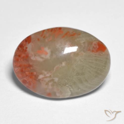 Corallo Multicolore naturale da 5.88 ct, Ovale, Traslucido