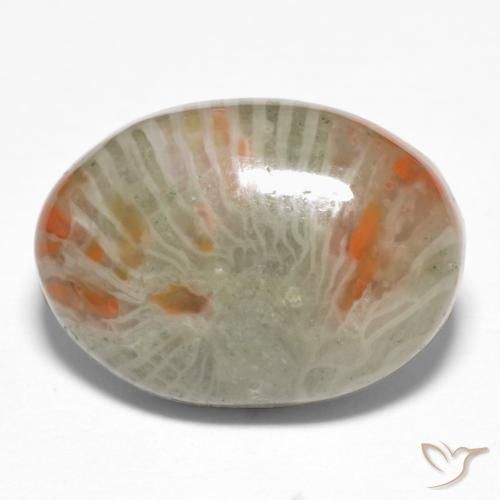Corallo Multicolore naturale da 6.74 ct, Ovale, Opaco