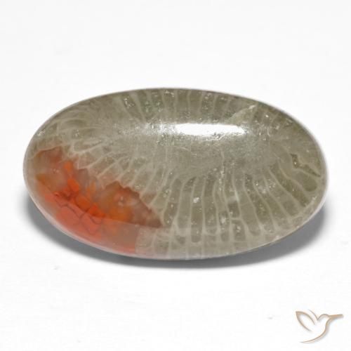 Corallo Multicolore naturale da 8.25 ct, Ovale, Traslucido