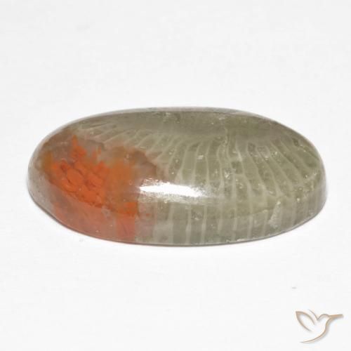 Corallo Multicolore naturale da 8.25 ct, Ovale, Traslucido
