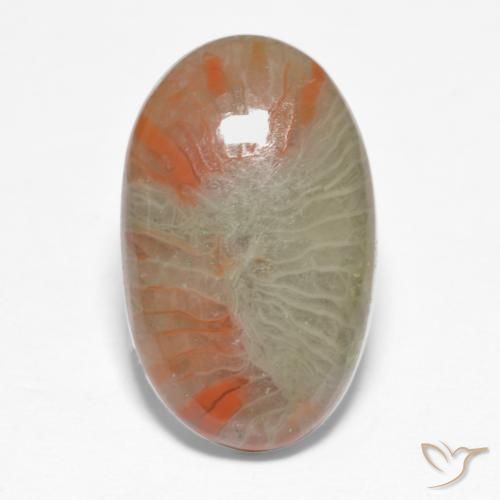 5.68ct Naturale Multicolore Corallo, Ovale, Traslucido