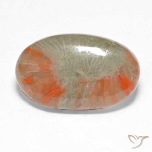 Corallo Multicolore naturale da 5.68 ct, Ovale, Traslucido