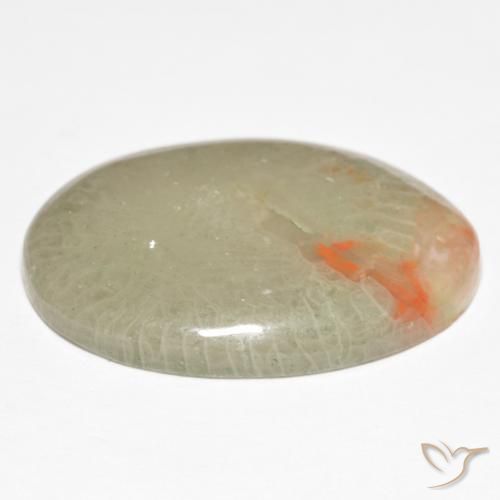 Corallo Multicolore naturale da 15.23 ct, Ovale, Traslucido