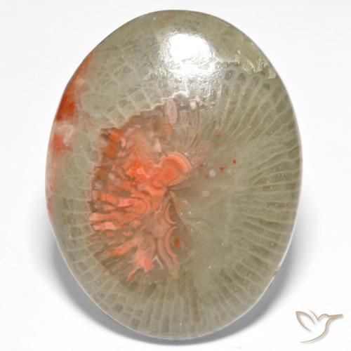 18.98ct Naturale Multicolore Corallo, Ovale, Traslucido