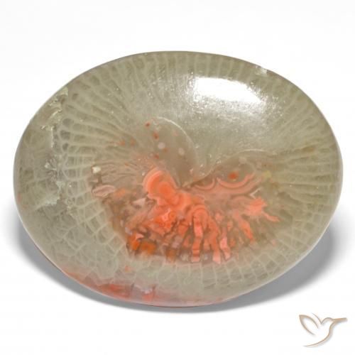 Corallo Multicolore naturale da 18.98 ct, Ovale, Traslucido