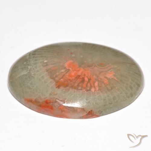 Corallo Multicolore naturale da 18.98 ct, Ovale, Traslucido