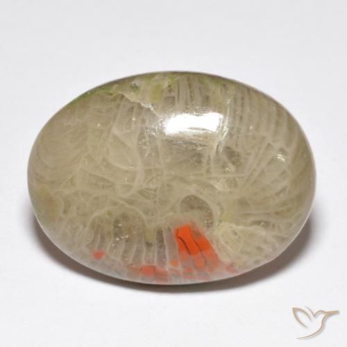 Corallo Multicolore naturale da 10.40 ct, Ovale, Opaco