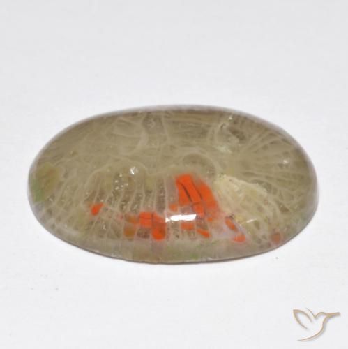 Corallo Multicolore naturale da 10.40 ct, Ovale, Opaco
