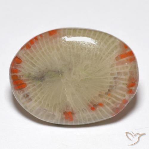 Corallo Multicolore naturale da 14.86 ct, Ovale, Traslucido
