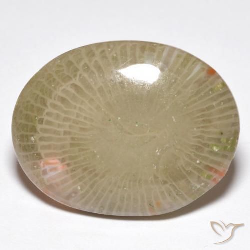 Corallo Multicolore naturale da 13.91 ct, Ovale, Traslucido