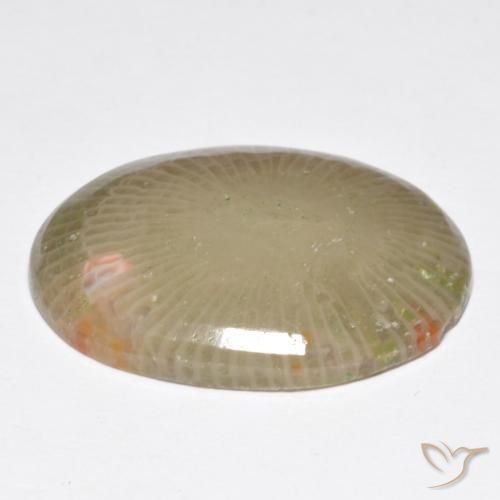 Corallo Multicolore naturale da 13.91 ct, Ovale, Traslucido